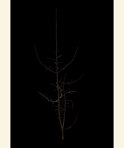 d3dt09