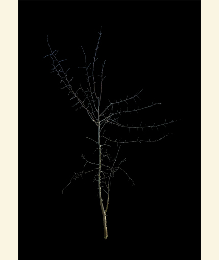 d3dt13